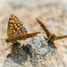 A butterfly day by haskar
