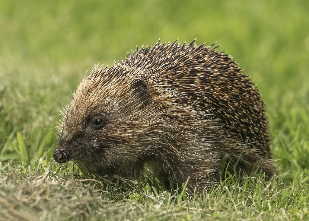 Hedgehog by shepherdmanswife