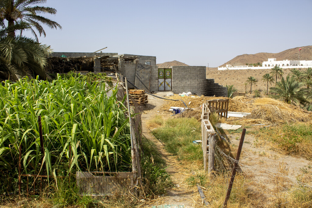 Omani Farm by clearday