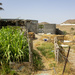 Omani Farm by clearday