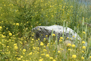 25th Jun 2021 - Montana Summer Wildflowers