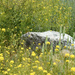 Montana Summer Wildflowers by bjywamer