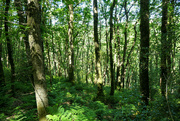 15th Jun 2021 - Into the woods.....