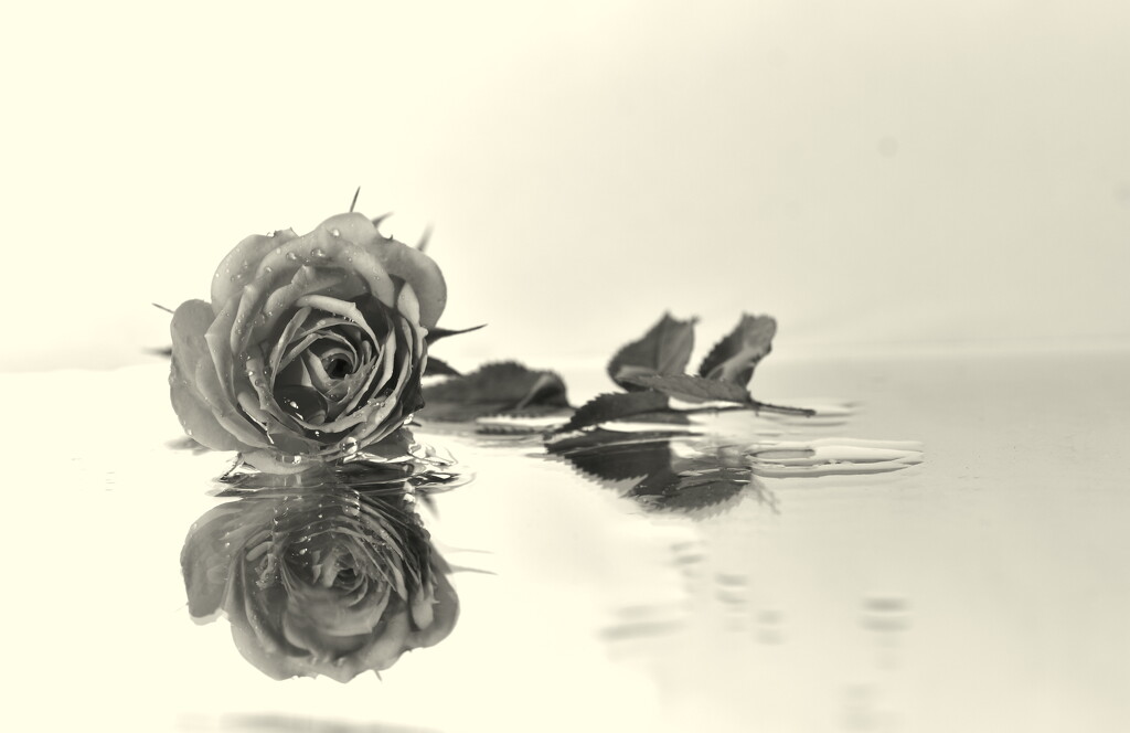Even without colour a rose is still beautiful. by jayberg