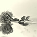 Even without colour a rose is still beautiful. by jayberg