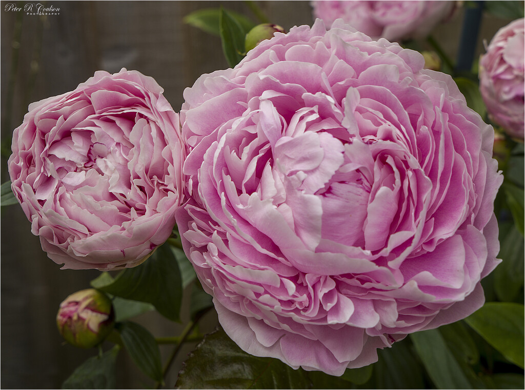 Pink Peony by pcoulson