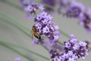 26th Jun 2021 - Busy Pollinator