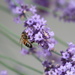 Busy Pollinator by 365projectorgheatherb