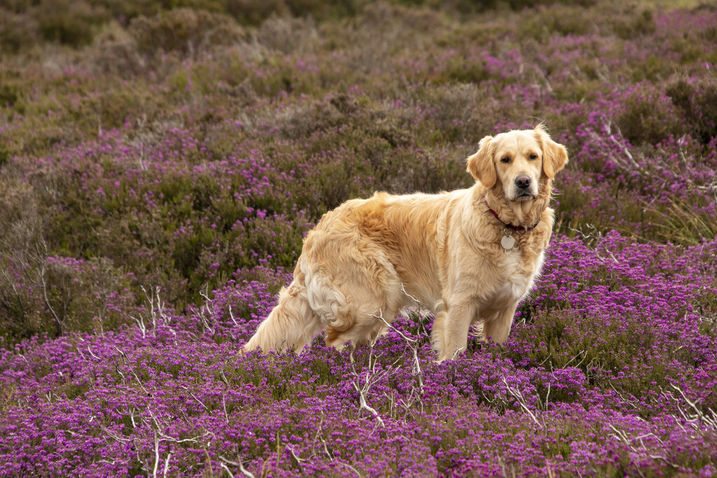 Ellie In Heather by shepherdman