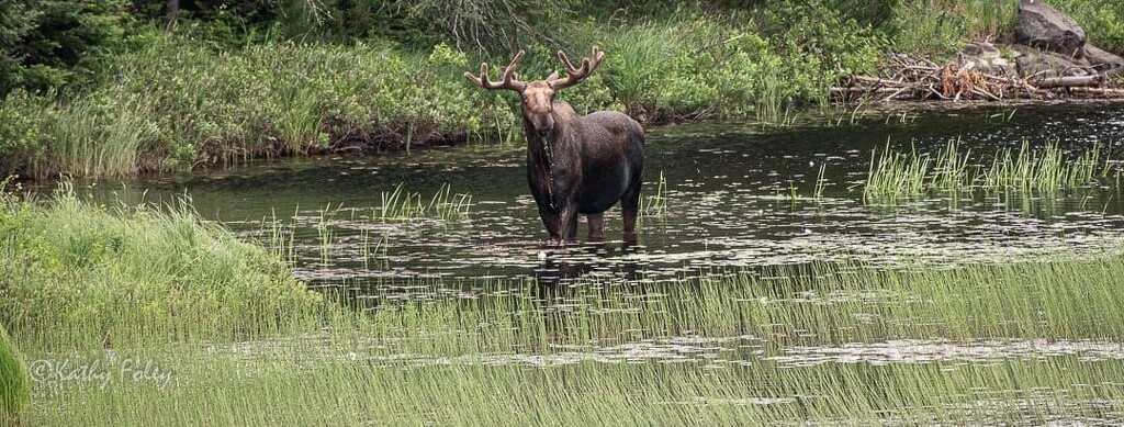 Canadian Moose by radiogirl