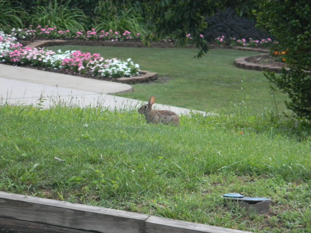 Rabbit in Neighbor's Garden by sfeldphotos