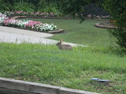 26th Jun 2021 - Rabbit in Neighbor's Garden