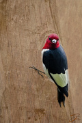 25th Jun 2021 - Redheaded Woodpecker