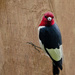 Redheaded Woodpecker by skipt07