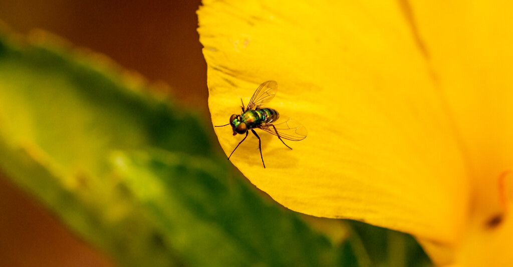 The Fly Photobombed the Flower! by rickster549