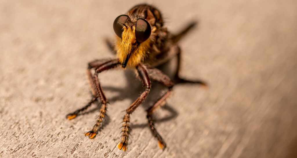 Another View of the Robber Fly! by rickster549