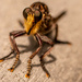 Another View of the Robber Fly! by rickster549