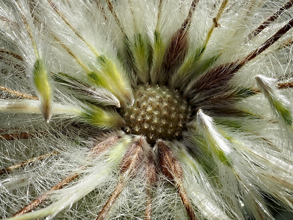 Pasque Flower Seeds by mitchell304