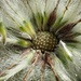 Pasque Flower Seeds by mitchell304