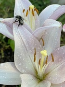 23rd Jun 2021 - Wet little bee