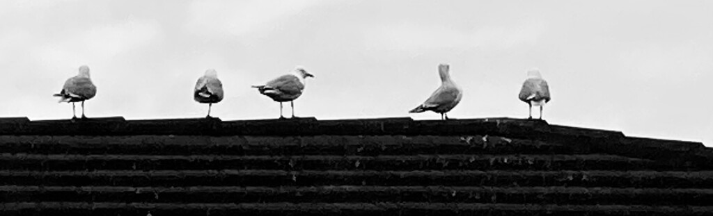 Birds on the roof , it’s a very grey day here  by Dawn