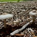 Mushrooms or Brollies?  by sugarmuser