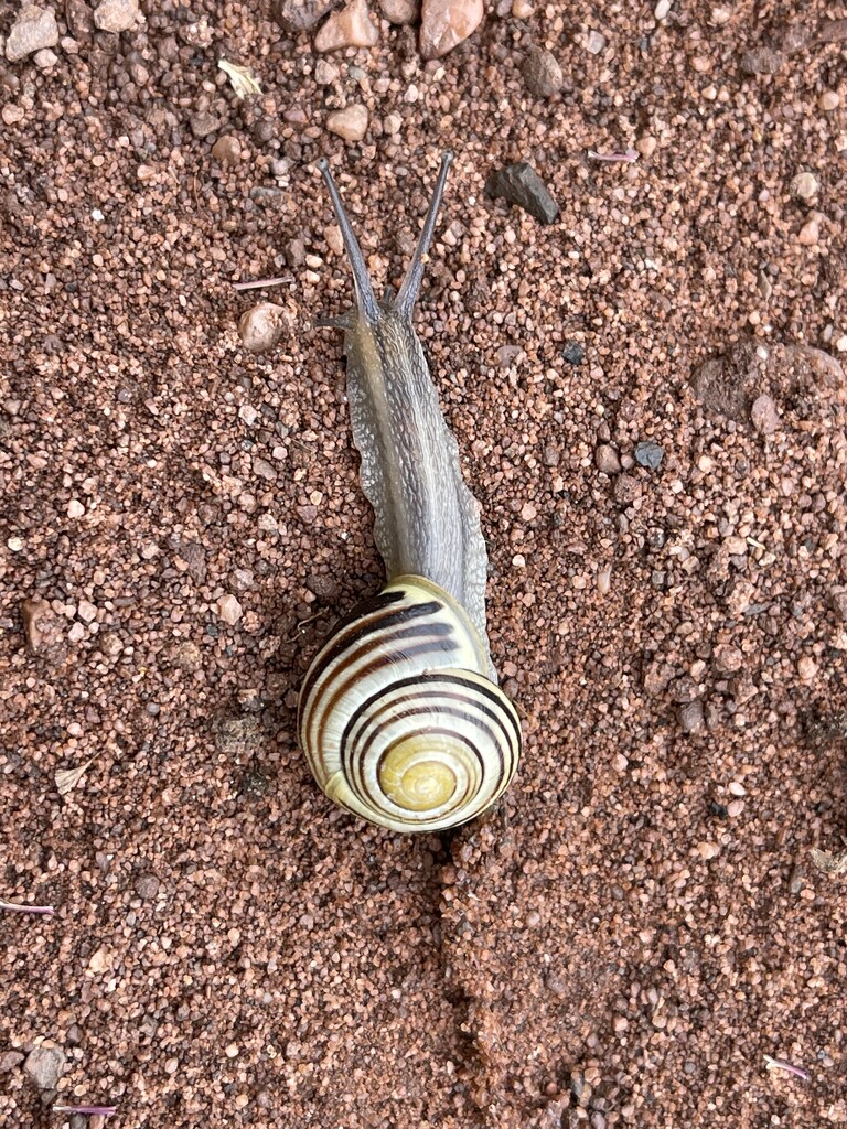 Tiny snail by tinley23
