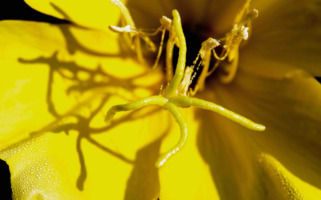 Evening Primrose - Oenothera by moonbi