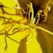 Evening Primrose - Oenothera by moonbi