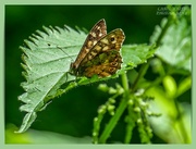 27th Jun 2021 - Speckled Wood Butterfly