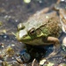 Frog by dawnbjohnson2