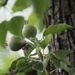 Peartree with mini-pears by jacqbb