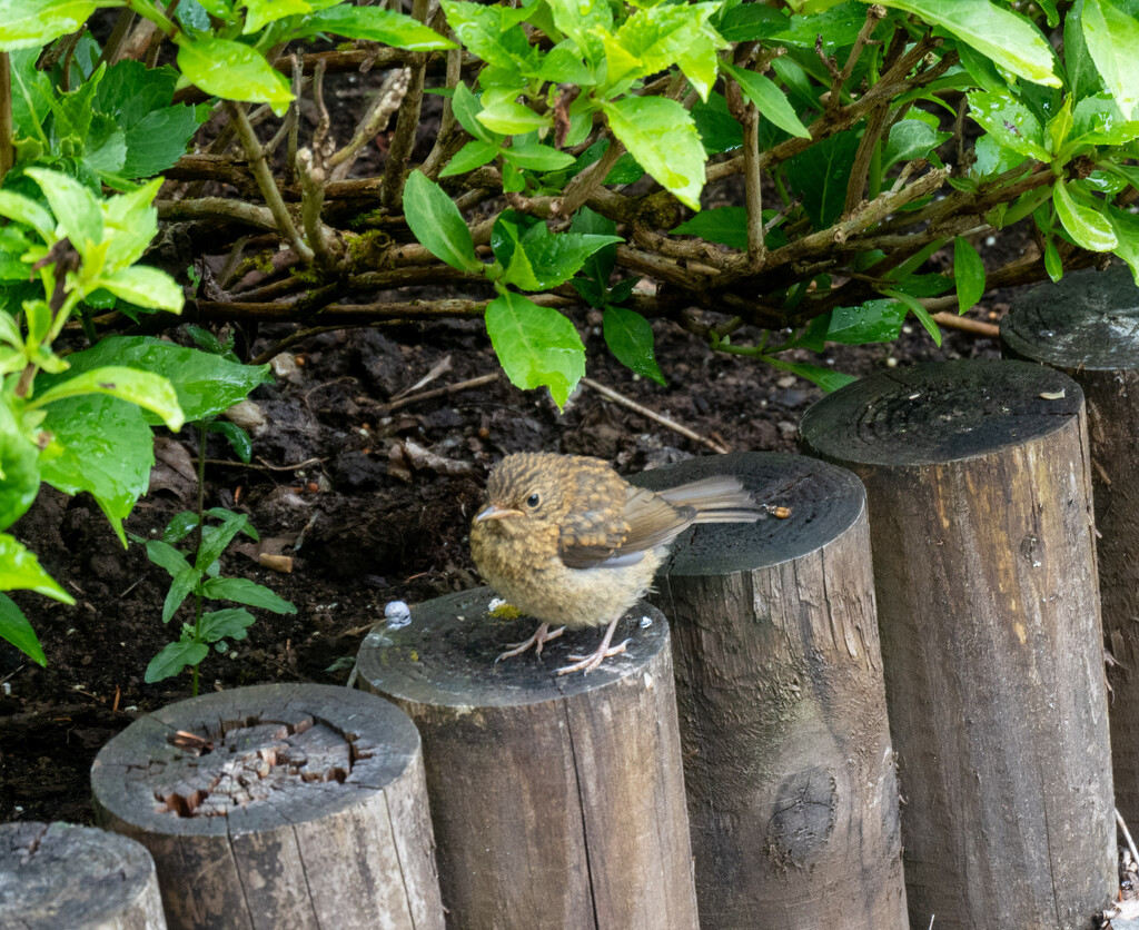 Little fledgling..... by susie1205