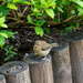 Little fledgling..... by susie1205