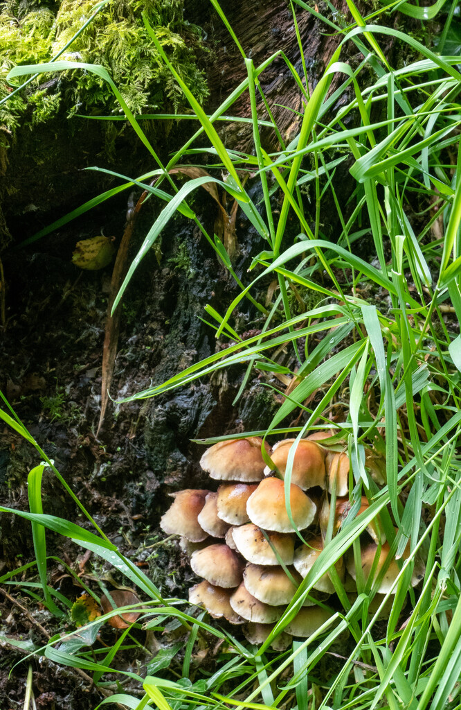 Toadstool corner..... by susie1205