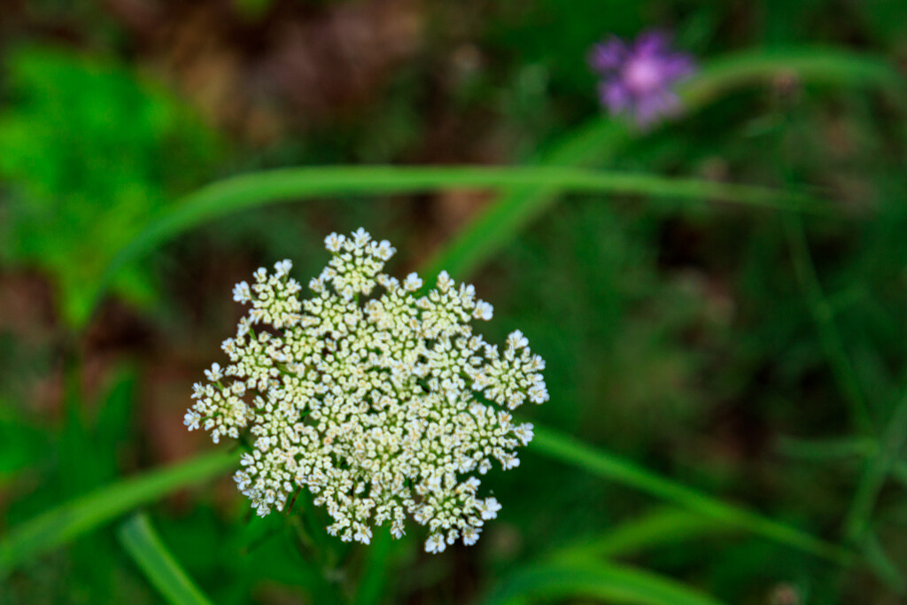 Queen Anne's Lace by hjbenson