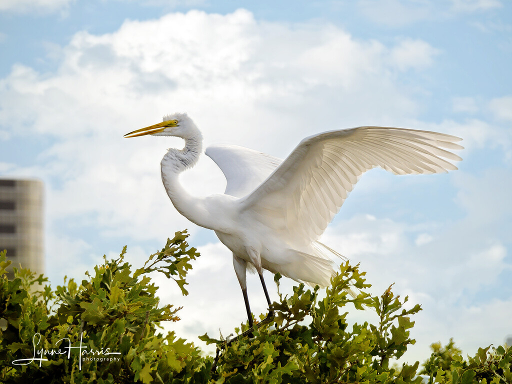 Great Egret by lynne5477