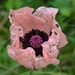Pink Poppy by arkensiel