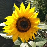 25th Jun 2021 - Happy Shiny Sunflower
