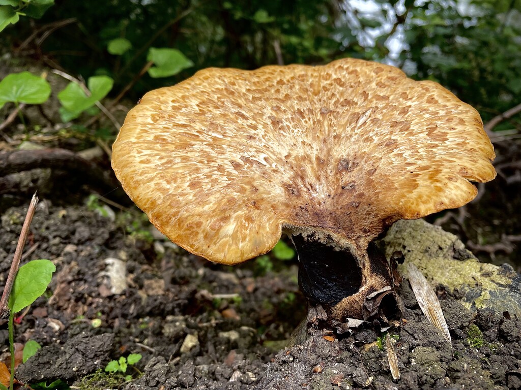 Fungus or mushroom? by nigelrogers