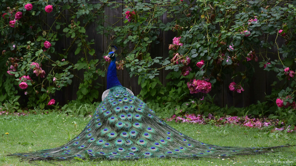 Peacock by parisouailleurs
