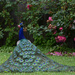 Peacock by parisouailleurs