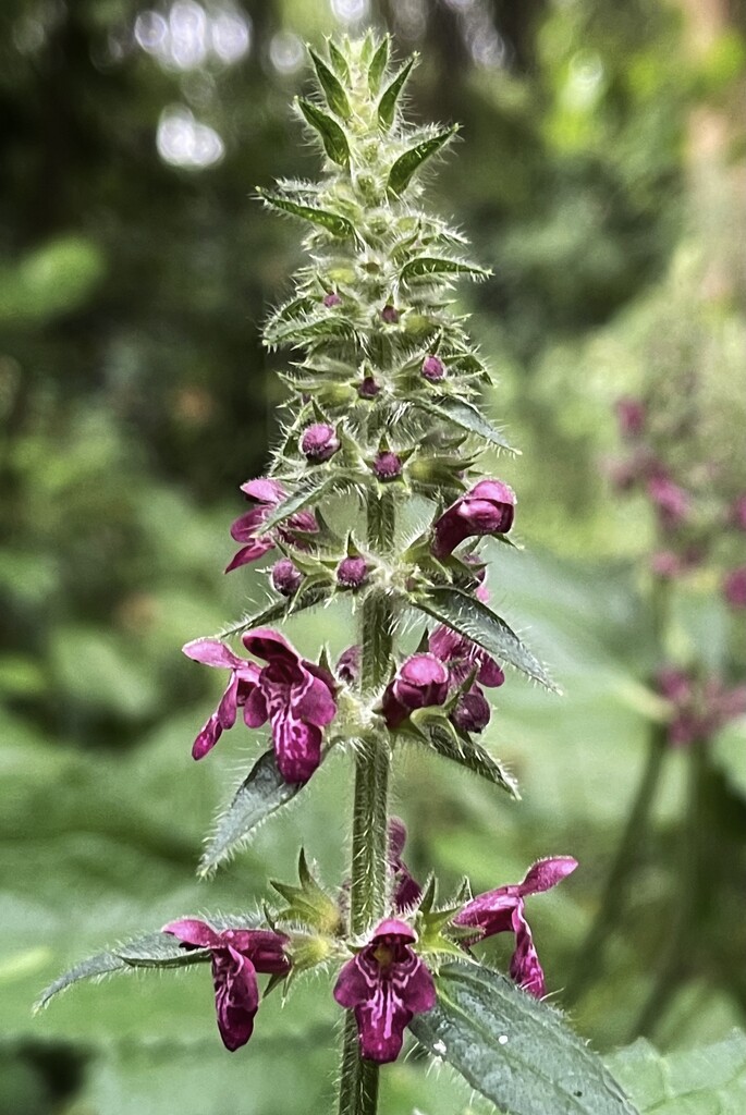 Hedge Woundwort by tinley23