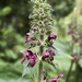 Hedge Woundwort by tinley23