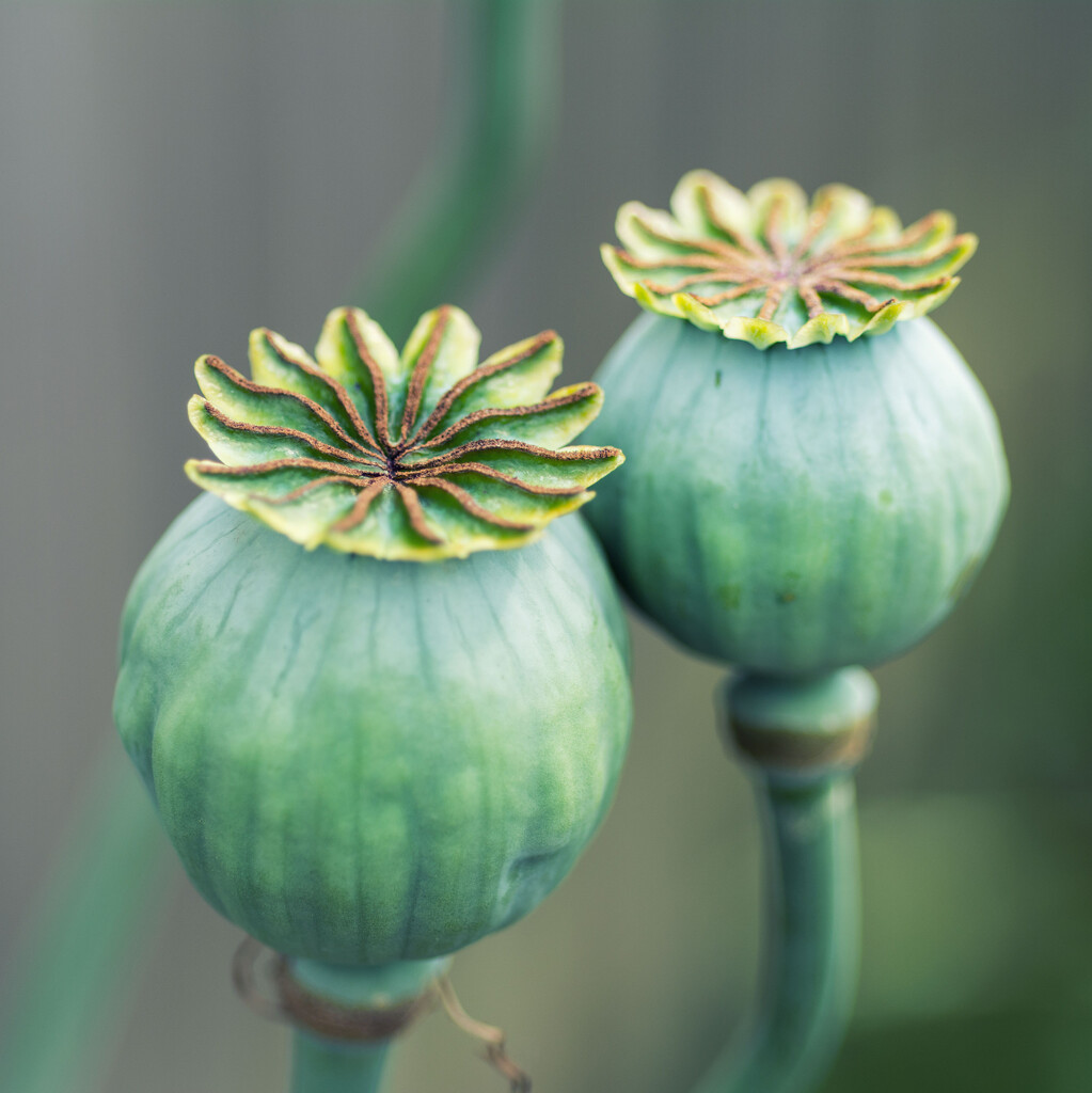 Poppy seed heads by rumpelstiltskin