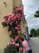 27th Jun 2021 - The Cartford Inn roses