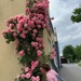 The Cartford Inn roses by happypat