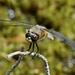 FOUR SPOTTED CHASER AT REST by markp