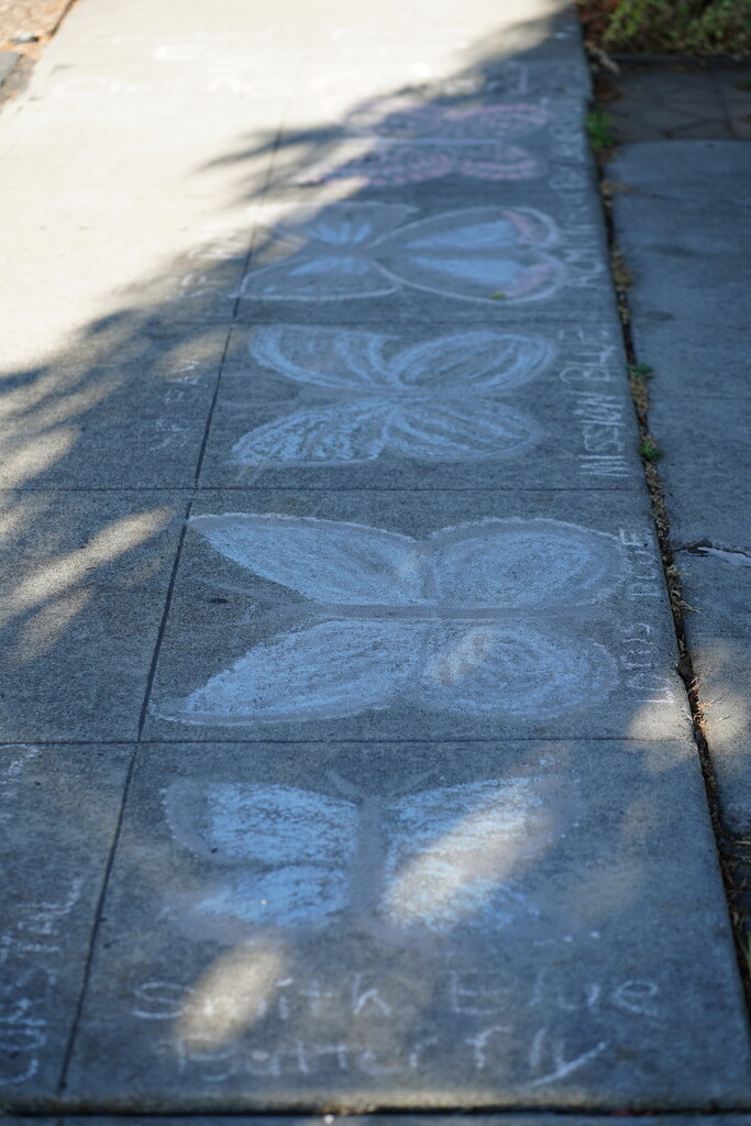 Butterfly chalk art by acolyte
