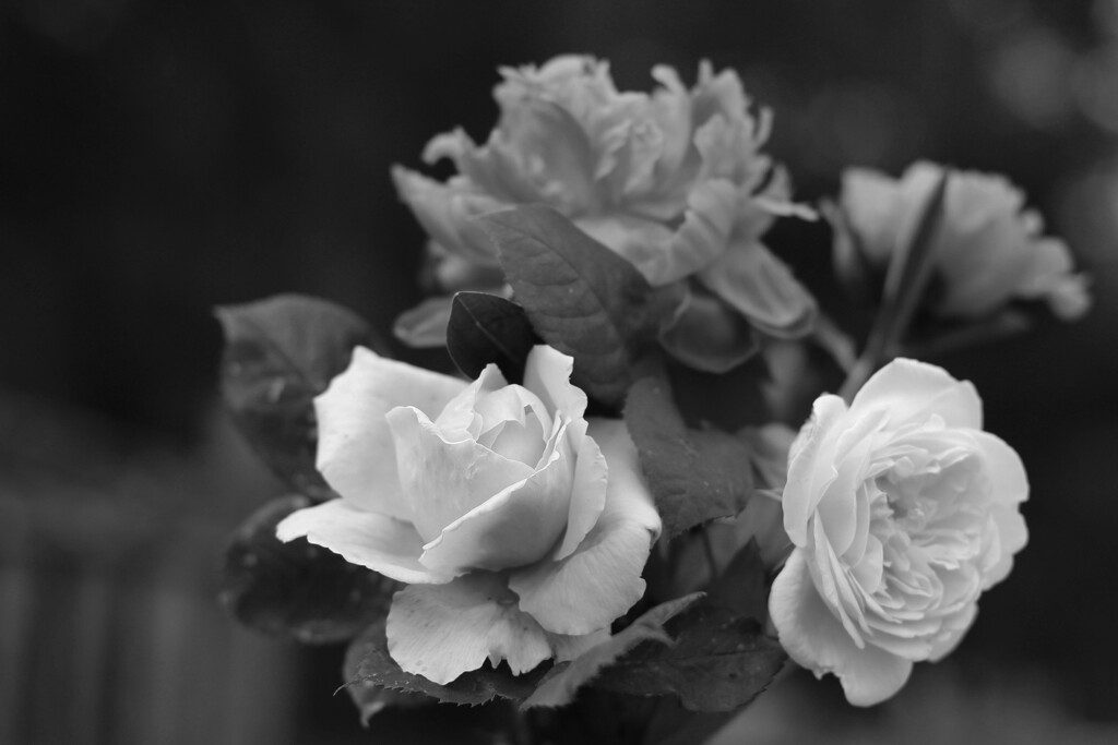 black and white bouquet by callymazoo